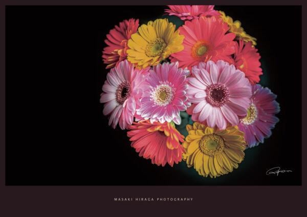 ガーベラのピンクの花の写真｜ 岐阜｜ア ヒラガデザイン